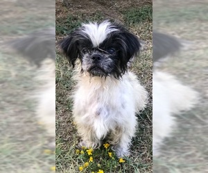 Jatzu Dogs for adoption in Little Rock, AR, USA