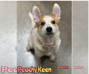 Pembroke Welsh Corgi-Unknown Mix Dogs for adoption in Woodbury, NY, USA