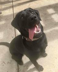 Labrador Retriever Dogs for adoption in Temecula, CA, USA