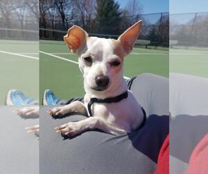 Chihuahua Dogs for adoption in Brooklyn, NY, USA