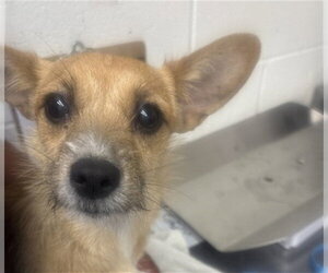 Mutt Dogs for adoption in San Bernardino, CA, USA
