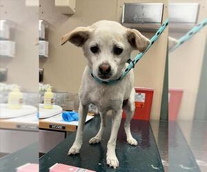 Chihuahua-Unknown Mix Dogs for adoption in Rancho Cucamonga, CA, USA