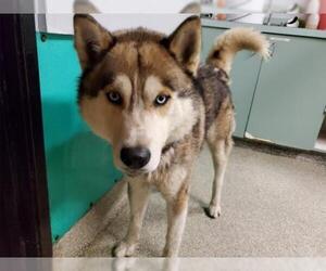Huskies -Unknown Mix Dogs for adoption in pomona, CA, USA