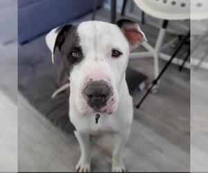 American Pit Bull Terrier-Unknown Mix Dogs for adoption in Santa Monica, CA, USA