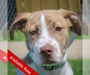 Catahoula Leopard Dog-Unknown Mix Dogs for adoption in Huntley, IL, USA