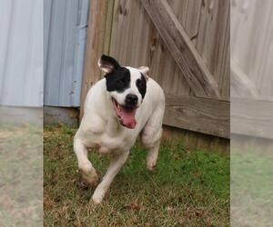 Borador Dogs for adoption in Jackson, MS, USA