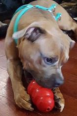 Bulloxer Dogs for adoption in Point Pleasant, PA, USA