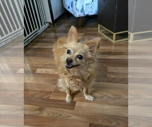 Chihuahua Dogs for adoption in Belleuve, NE, USA