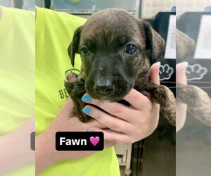 Mutt Dogs for adoption in Brewster, NY, USA