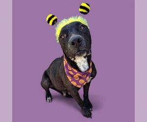 American Pit Bull Terrier Dogs for adoption in Bakersfield, CA, USA