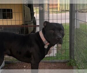 American Pit Bull Terrier Dogs for adoption in Waco, TX, USA