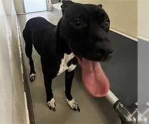 Mutt Dogs for adoption in Sanford, FL, USA