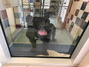 Presa Canario Dogs for adoption in Plano, TX, USA