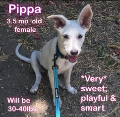 Shepradors Dogs for adoption in Agoura Hills, CA, USA