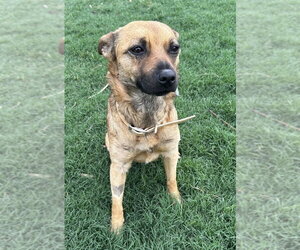 Feist Terrier-Unknown Mix Dogs for adoption in Boston, MA, USA