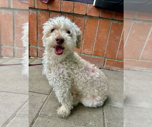 Poochon Dogs for adoption in San Diego , CA, USA