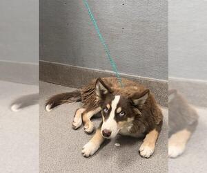 Huskies -Unknown Mix Dogs for adoption in Las Vegas, NV, USA