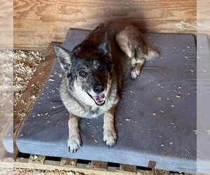 Medium Photo #5 Gerberian Shepsky Puppy For Sale in New London, WI, USA