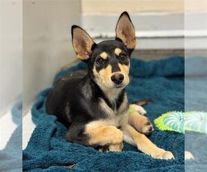 Labrador Retriever-Unknown Mix Dogs for adoption in Conroe, TX, USA