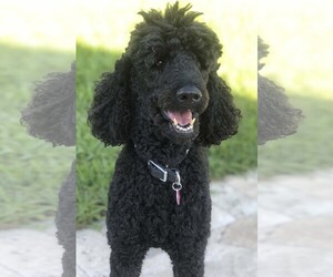 Poodle (Standard) Dogs for adoption in Fort Lauderdale, FL, USA