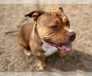 American Pit Bull Terrier-Bulldog Mix Dogs for adoption in Santa Cruz, CA, USA