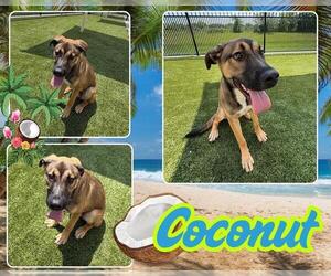 German Shepherd Dog Dogs for adoption in Pearland, TX, USA