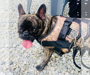 French Bulldog Dogs for adoption in Germantown, OH, USA