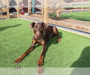 Doberman Pinscher Dogs for adoption in Chestertown, MD, USA
