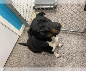 Rottweiler-American Pit Bull Terrier Dogs for adoption in Kendallville, IN, USA