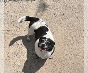 Rat Terrier Dogs for adoption in McDonough, GA, USA