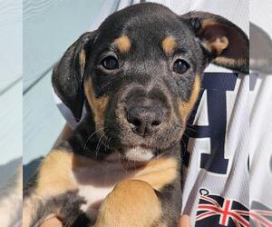 Doberman Pinscher-Unknown Mix Dogs for adoption in San Antonio, TX, USA