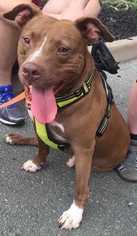 American Pit Bull Terrier-American Staffordshire Terrier Mix Dogs for adoption in Staunton, VA, USA