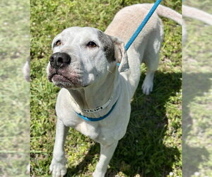 American Bulldog Dogs for adoption in Fort Lauderdale, FL, USA