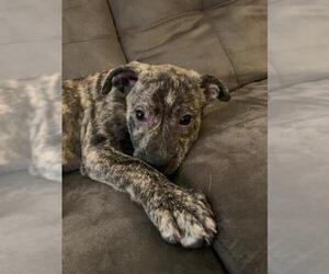 Huskies -Mountain Cur Mix Dogs for adoption in Seahurst, WA, USA