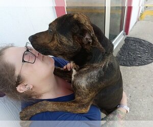 Labrador Retriever-Unknown Mix Dogs for adoption in CRESCENT CITY, FL, USA