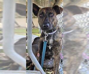 Holland Shepherd Dogs for adoption in Downey, CA, USA