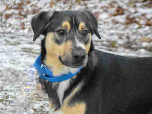 Collie Dogs for adoption in Pittsburgh, PA, USA