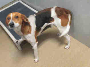American Foxhound Dogs for adoption in Fayetteville, NC, USA