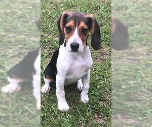 Medium Photo #1 Beagle-Unknown Mix Puppy For Sale in Fredericksburg, VA, USA