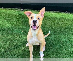 Mutt Dogs for adoption in Orange, CA, USA