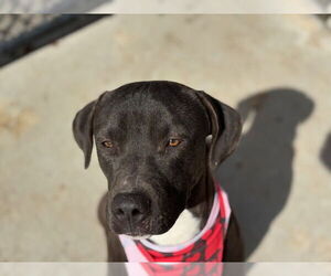 Mutt Dogs for adoption in Tulsa, OK, USA