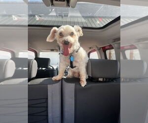 Wapoo Dogs for adoption in Bellingham, WA, USA