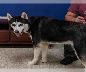 Siberian Husky Dogs for adoption in Georgetown, TX, USA