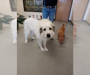 Great Pyrenees Dogs for adoption in Frisco, CO, USA