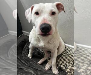 American Staffordshire Terrier Dogs for adoption in San Antonio, TX, USA