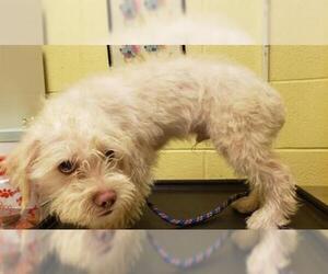 Shih-Poo Dogs for adoption in Forestville, MD, USA