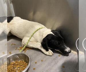 Border Collie-Unknown Mix Dogs for adoption in Modesto, CA, USA