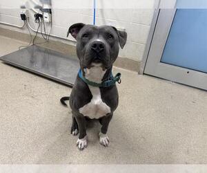 American Staffordshire Terrier-Unknown Mix Dogs for adoption in Grand Prairie, TX, USA