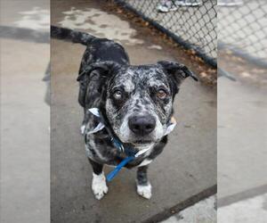 Mutt Dogs for adoption in Tulsa, OK, USA