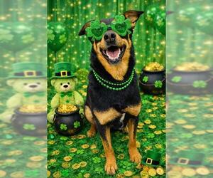 Rottweiler-Unknown Mix Dogs for adoption in Globe, AZ, USA